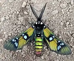 In Guatemala