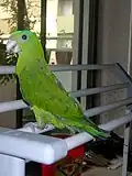 A juvenile captive Blue-crowned racquet tail, likely from the illegal wildlife trade.