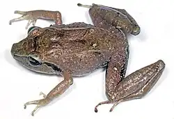 Species specimen.