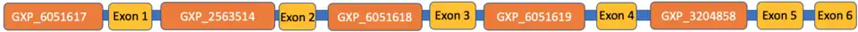 Schematic diagram of the C6orf136 mRNA transcript with the ElDorado suggested promotor sites and axons labelled. Regions are not drawn to scale.
