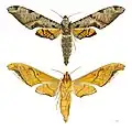 Protambulyx eurycles