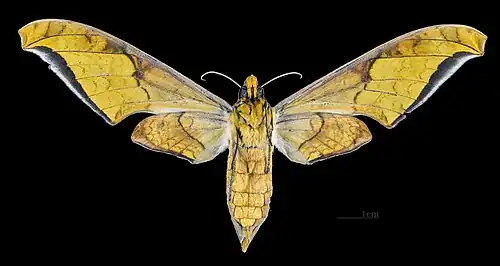 Female Ventral