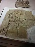 The holotype specimen of Caudipteryx.