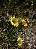 Protea scolymocephala