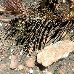 Protea tenax