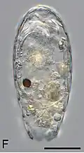 Euglypha tuberculata from Veternica