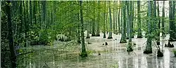 A cypress swamp in Holly Springs National Forest.
