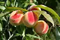 Fruits on tree