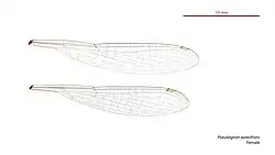 Female wings