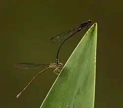 Pair in tandem