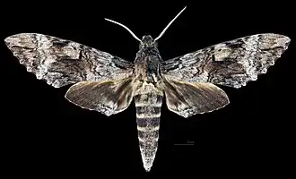Male dorsal