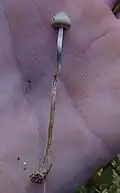 Psilocybe atlantis