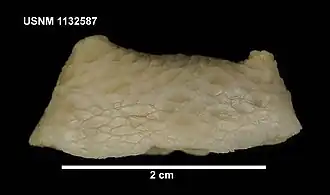 Psolus patagonicus.