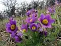 Anemone pulsatilla.