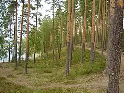 forest view