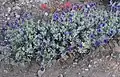 Salvia dorii in dry mountain habitat, about 10,000 feet (3,000&nbsp;m)