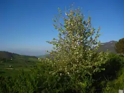 Habit