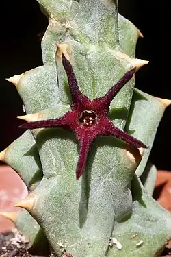 Quaqua mammillaris