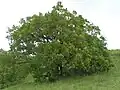 Downy oak.