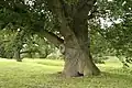 Habitat, England