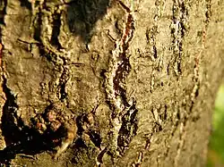 Bark