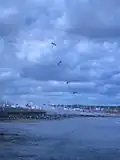 The RAF Falcons landing at the Sunderland Airshow 2007.