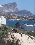 Chacma baboon in Rooiels