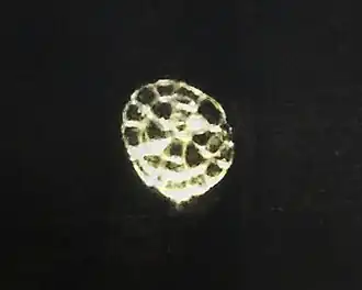 A pollen grain