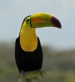 R. s. sulfuratus in Mexico
