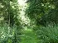 Hintlesham Woods