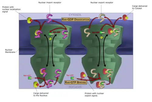 The Ran-GTP cycle