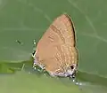 Female (underside)