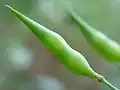 Indehiscent siliques of radish Raphanus sativus