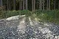 grass in the sand