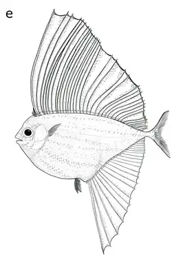 Tselfatia formosa