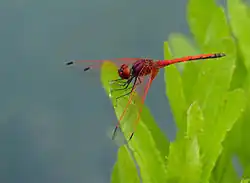 Male