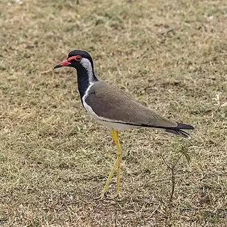 V. i. lankae Sri Lanka