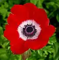 Red flower