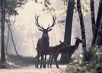 Red deer stag with 2 hinds