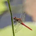 Male side view