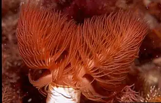 Protula bispiralis