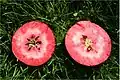 Horizontal cross-section of a 'Redlove Era' apple