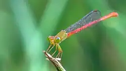 Male face