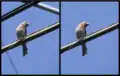 Removal of unwanted elements (around a house finch) using the Delete scratches and Clone brushes. The original is the one on the left.