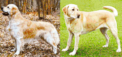 Research comparing dogs with different coat lengths has demonstrated FGF5 as a major contributing factor