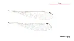 Male wings