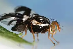 Image 1Rhagoletis pomonella, the hawthorn fly, appears to be in the process of sympatric speciation. (from Speciation)