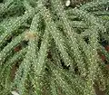 Closeup of thorny stems