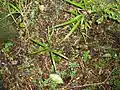 Seedlings