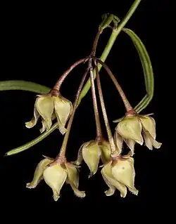 Species specimen